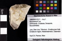 Foto (Objket + Etiketten) von Bucculentum? sp. 